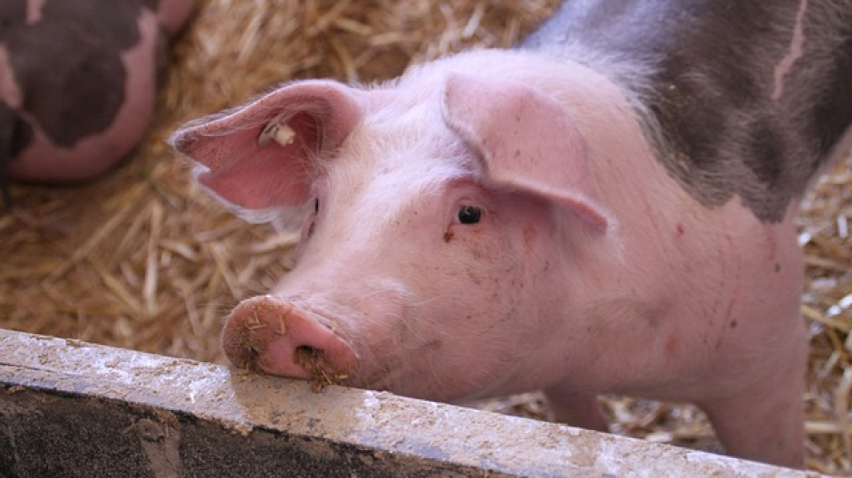 Coldiretti, soddisfazione per istituzione bando regionale sostegno settore suinicolo
