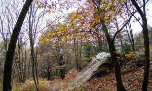 bureglio bosco