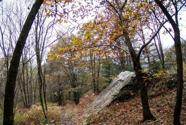 bureglio bosco