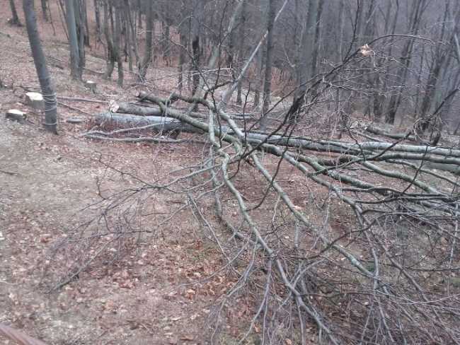 incidente archia