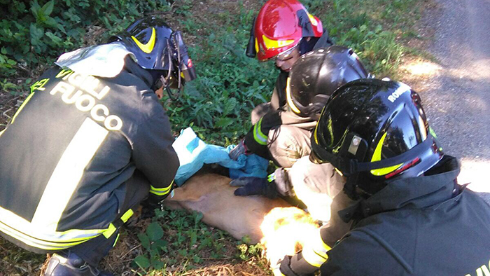 Daino salvato dai Vigili del Fuoco