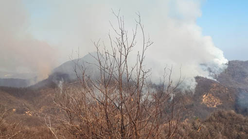 Incendi boschivi, il Conapo: "Organici ridotti" 