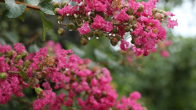 Castelletto Ticino, in fase di piantumazione nuove alberature