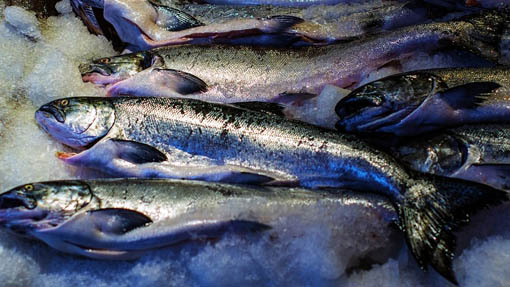 50kg di prodotti ittici sequestrati per temperatura di conservazione superiore a quella prevista