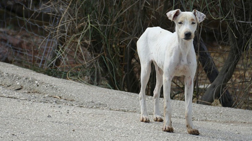 Lav: petizione per il rafforzamento della legge sul maltrattamento animali