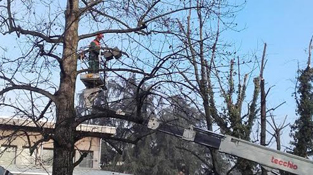 Trecate: iniziata la manutenzione del patrimonio arboreo