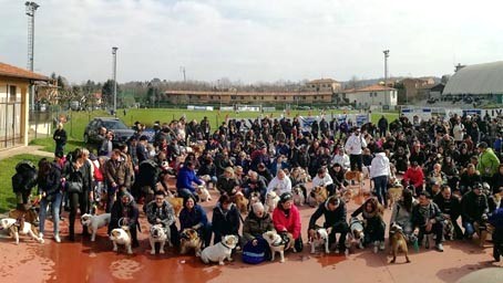 BulldogDay: raduno nazionale a Novara il 10 marzo