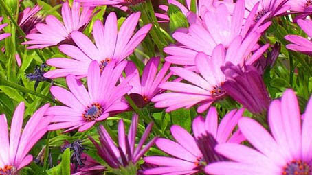Ad Invorio sarà un..."Marzo in Rosa"