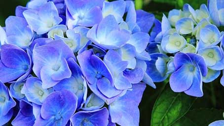 Belgirate, gardenie e ortensie per il sostegno all'Aism