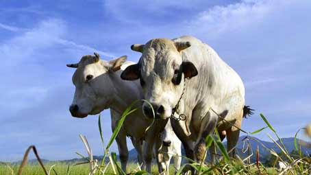 Carpignano Sesia: una rassegna della razza bovina piemontese
