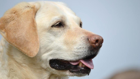 Galliate, incontro sulle intossicazioni degli animali per bocconi avvelenati