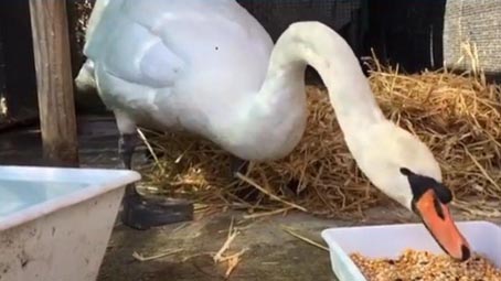 Il cigno Alfredo al Rifugio Miletta per qualche giorno