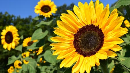 Novamont-Coldiretti: patto per lo sviluppo dell'olio di girasole Made in Italy