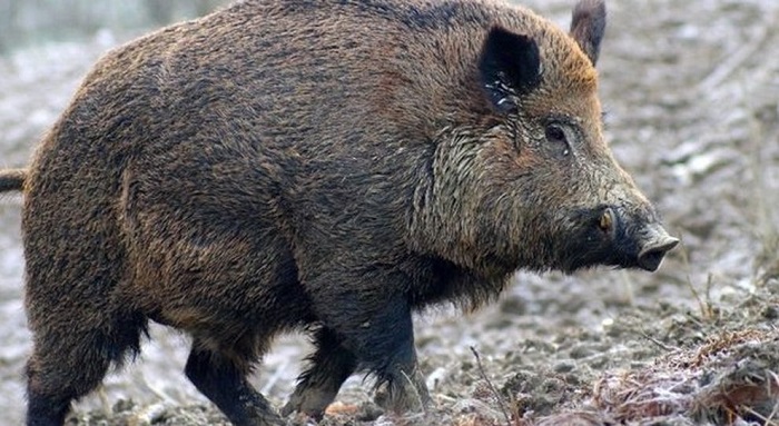 Asl Vercelli individua un caso di peste suina a Vinzaglio in un allevamento