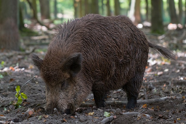 Auto distrutta dopo scontro con cinghiale
