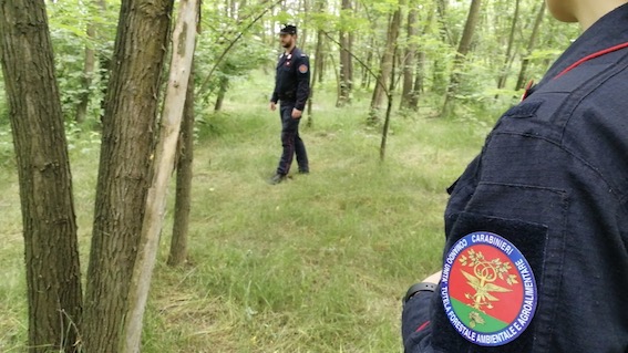 Grignasco: una persona denunciata per tentato furto venatorio, aveva messo una gabbia per catturare i cinghiali