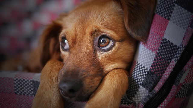 Domenica la benedizione degli animali a Maggiora