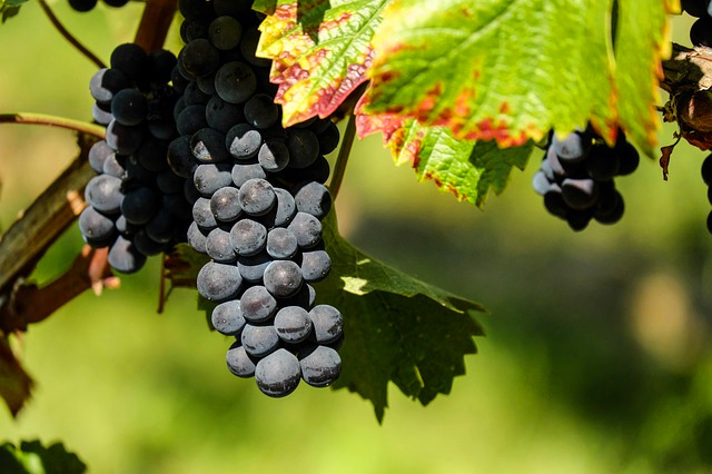 La vendemmia agli sgoccioli con la raccolta della uva Nebbiolo