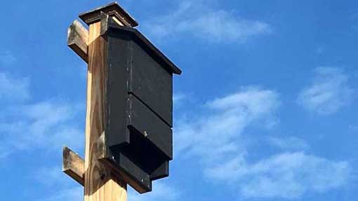 Contro le zanzare nuove casette per pipistrelli e interventi nei tombini 