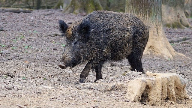 Borgomanero: "Importante arginare i problemi legati ai cinghiali"