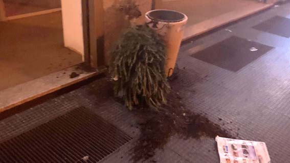 Alberelli strappati in centro nel fine settimana
