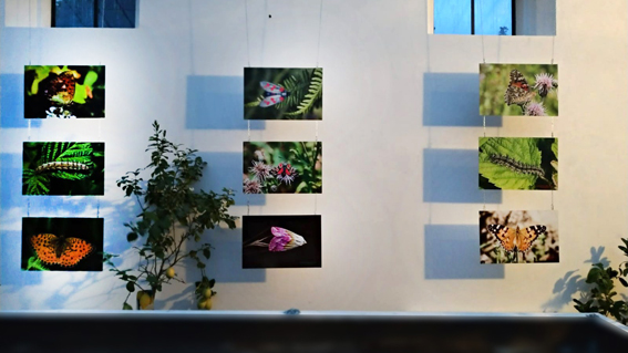 Museo Meina: "MicroMacro", la nuova mostra multimediale sul mondo degli  insetti