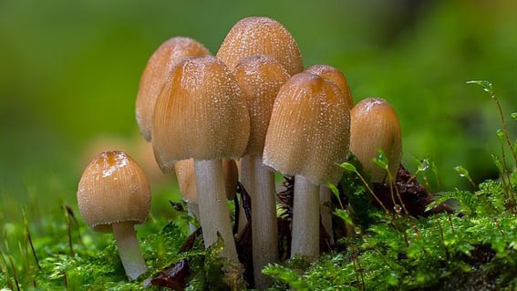  Scambiano funghi velenosi per commestibili: in due in ospedale