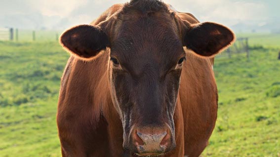 Fuggita da alcuni giorni da un allevamento la mucca abbattuta a Meina