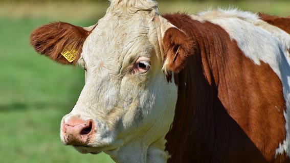 Altra mucca vagante ad Arona, ricerche in corso
