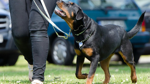 Lezione di addestramento per cani ad Arona