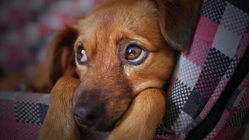 Varallo Pombia: domenica "Un giorno in compagnia", expo canina amatoriale