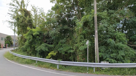 Pombia, rimosso albero pericolante in via Don Minzoni