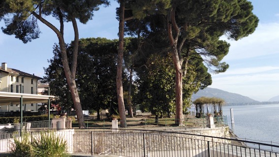 A rischio taglio i pini del lungolago di Meina