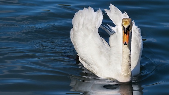 Appello da Arona: "Non date cibo ai volatili del lago"