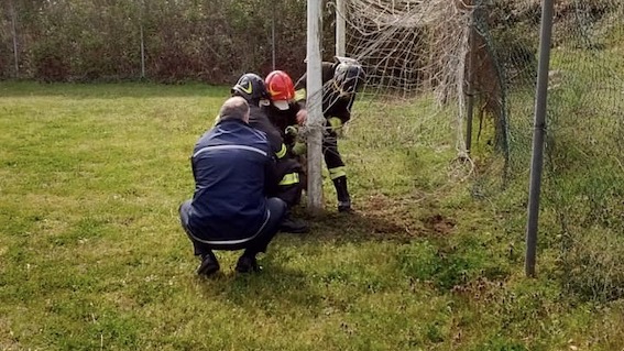 Lesa, liberato un capriolo rimasto intrappolato in una rete