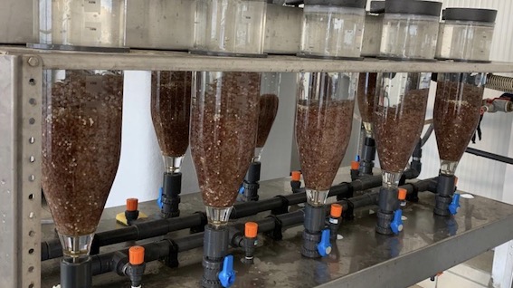  Incubatoio ittico di Solcio di Lesa: oltre 650 mila uova di trota pronte a schiudersi