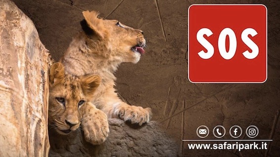 Un sos lanciato dal Safari Park
