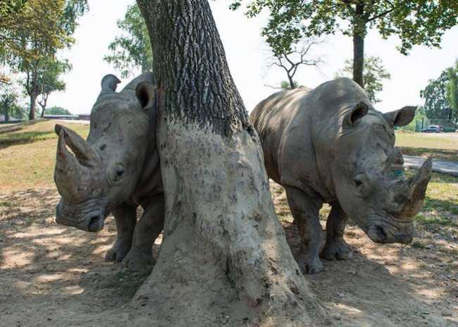 Nuovo appello del Safari Park di Pombia per avere sostegno per il cibo per gli animali