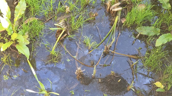 Arona, segnalato sversamento di idrocarburi  nel rio San Luigi