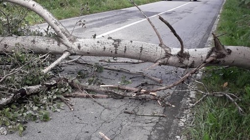 Maltempo: pianta caduta fra Varallo Pombia e Divignano
