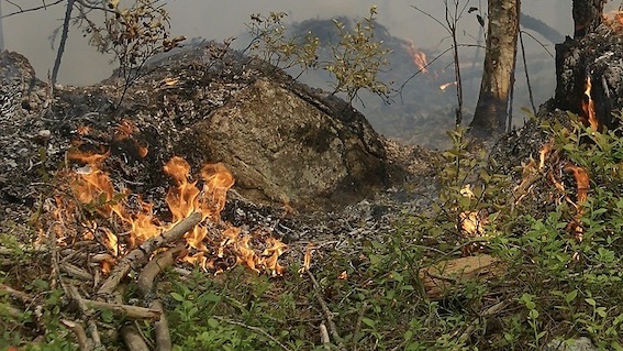 Intervento del Codacons sull'incendio al Bosco Solivo di qualche settimana fa