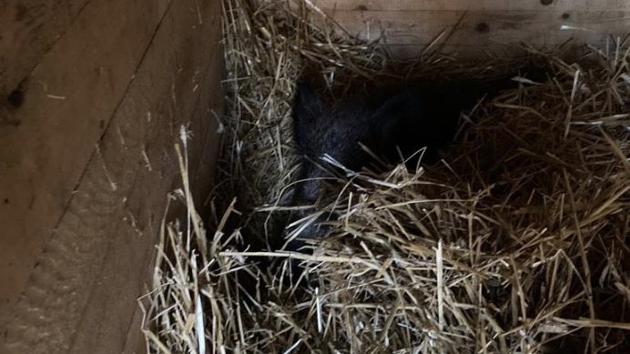 Paruzzaro, cinghiale sfugge alla caccia ma resta ferito dopo l'urto con un'auto