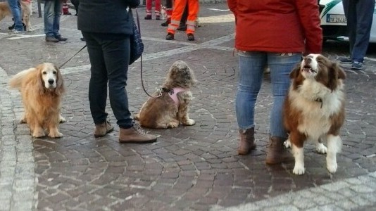 Castelletto Ticino: cambiano le modalità della benedizione degli animali per la patronale