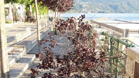 Arona, prunus divelto da ignoti nella notte sul lungolago