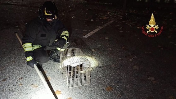  Massino Visconti, gattino investito e finito in un canale salvato dai vigili del fuoco. Foto