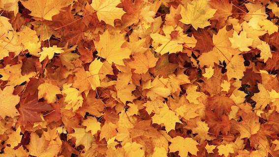 "Luci e colori d'autunno 2": mostra allo Spazio Moderno di Arona
