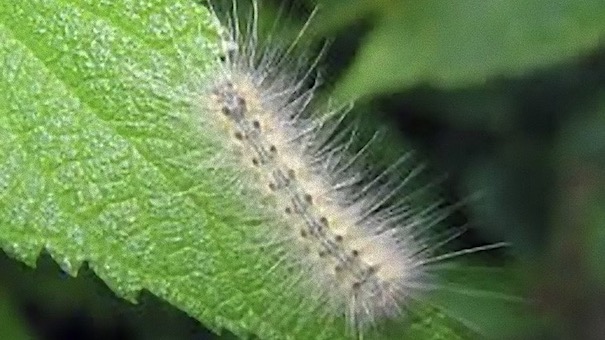 Castelletto Ticino, segnalata presenza di Hyphantria Cunea lungo le sponde del fiume