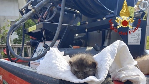 Castelletto Ticino, i vigili del fuoco salvano un gattino