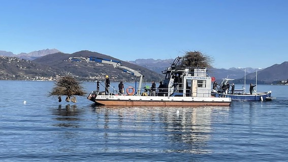 Arona, incubatoi per il ripopolamento del pesce persico nel lago
