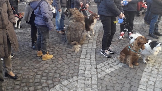 Castelletto Ticino, domenica la benedizione degli animali per Sant'Antonio